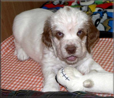 Little Helen Pups 120212 001.jpg