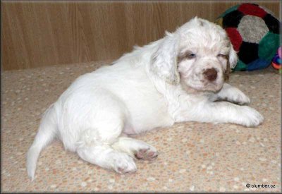 Little Helen Pups 120212 002.jpg