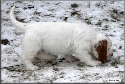 Little Helen Pups 120212 013.jpg