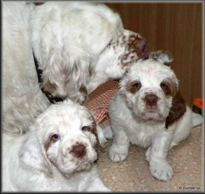 Little Helen Pups 120212 014.jpg