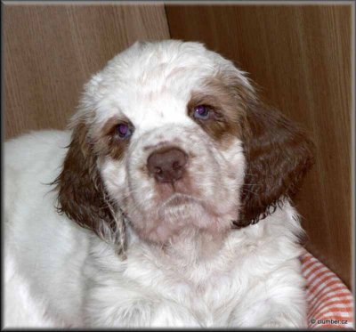 Little Helen Pups 120212 017.jpg
