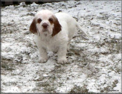 Little Helen Pups 120212 018.jpg