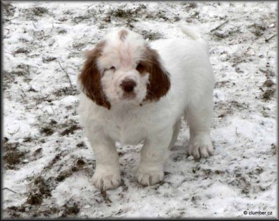Little Helen Pups 120212 019.jpg