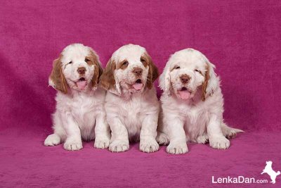 Christmas Angels 8 weeks old.jpg