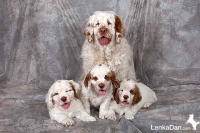 Little Helen and her puppies (1).jpg