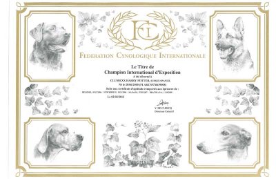 Harry FCI Certificate.jpg