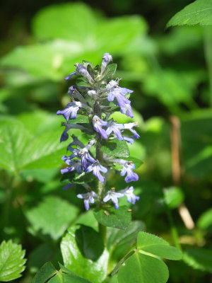 A20070506 002_dk.jpg