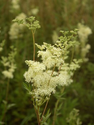 A20070624 069_dk.jpg