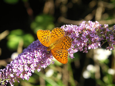A20070802 009_k.jpg