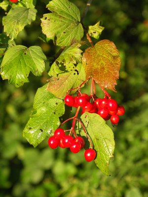 Nature 2007 Natur 2007
