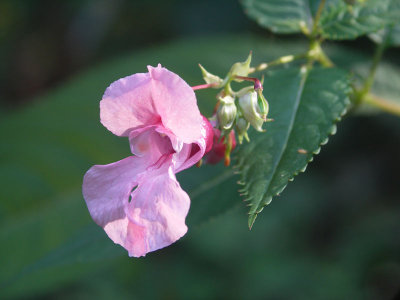 A20070916 008_k.jpg