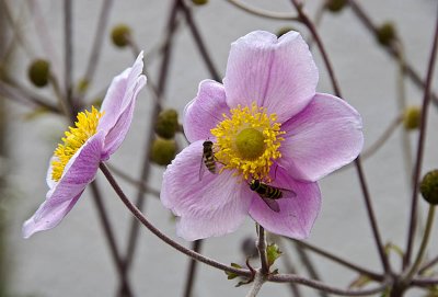 The Flowers and the Bees