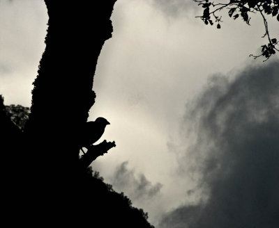 Lookout
