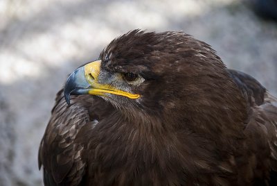 Feathered Friend