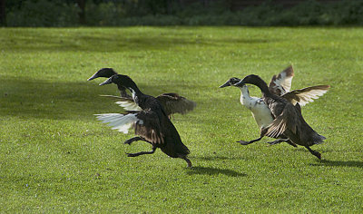  The Birdettes