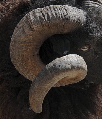  The Eye of the Horn
