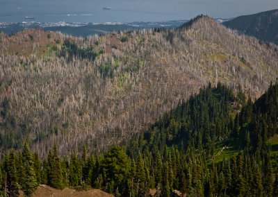 Hurricane Ridge