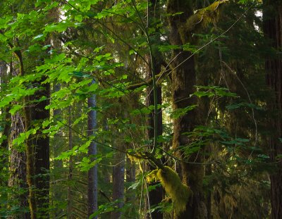  Lover's Lane Trail to Sol Duc Falls