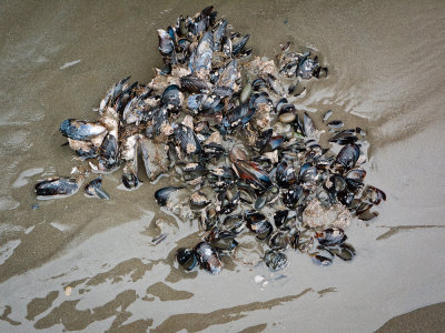 Ruby Beach
