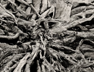 Finding My Roots!