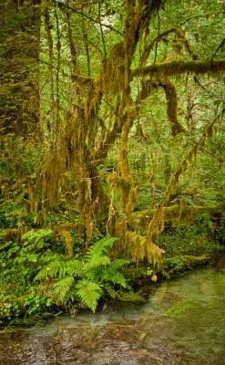 Hoh Rainforest
