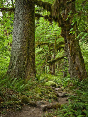 Hoh Rainforest
