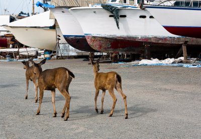 Shipyard Visitors