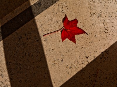 Lonely Autumn Leaf