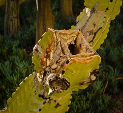 Portrait of a Cactus