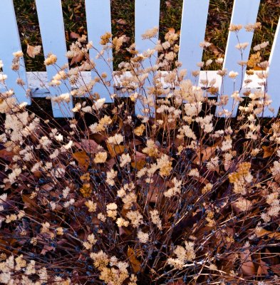  White Picket Fence