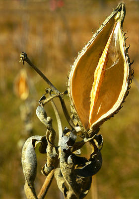 Milkweed