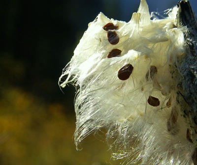 Milkweed