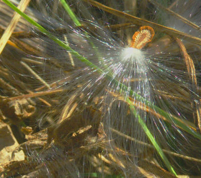 Milkweed Sparkler