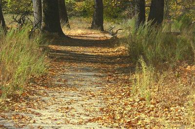 The Path