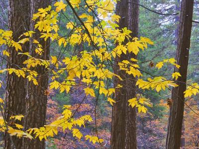 Fall Colors