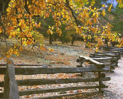 Fall Colors