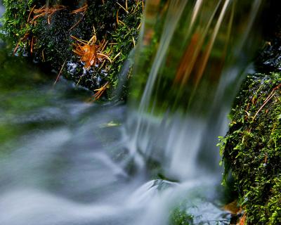 Fern Spring