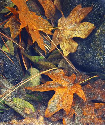 Floating Leaves