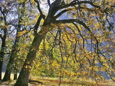 Autumn Leaves
