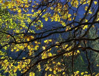 Autumn Leaves