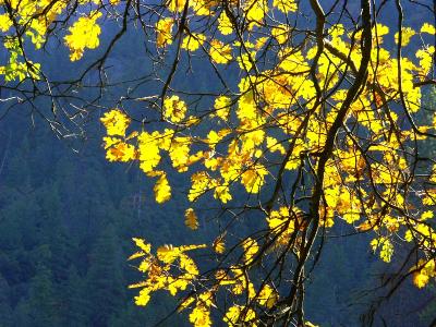 Autumn Leaves