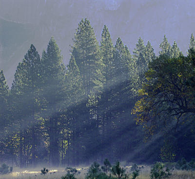 Autumn Morning.