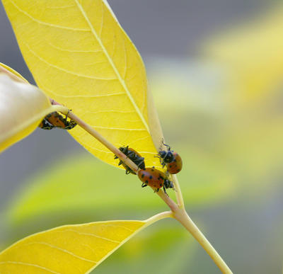 Bugging the Leaf