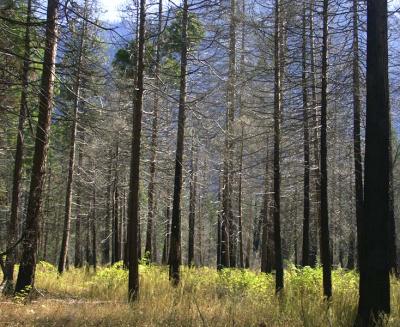 After the Burn