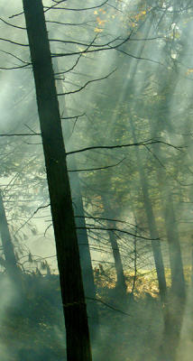 Light in the Forest