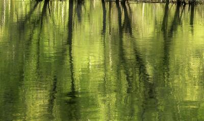 Spring on the Merced River