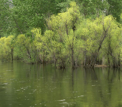 Spring On The Merced