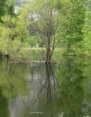 Spring Reflected.2