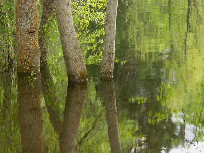 Spring Reflected 3
