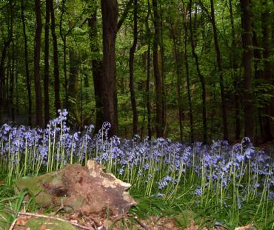 g4/82/646082/3/60763822.35BLUEBELLWOOD.jpg